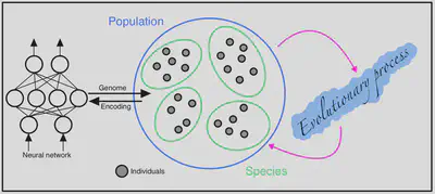 Population diagram source Paul Pauls