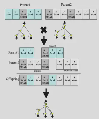 Matching up genomes for different network topologies using innovation numbers source K Stanley
