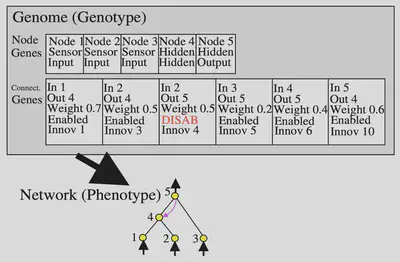 Example Genome/Phenotype encoding source K Stanley